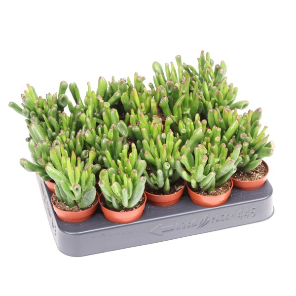 Crassula ovata ‘Hobbit’