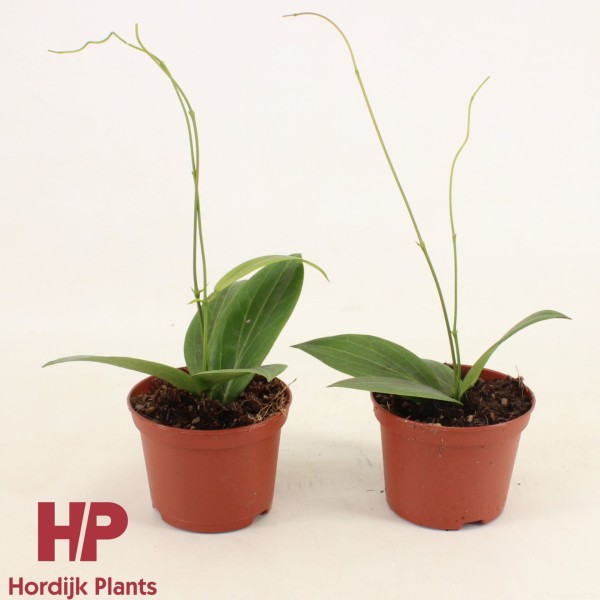 Hoya Soligamiana SMALL