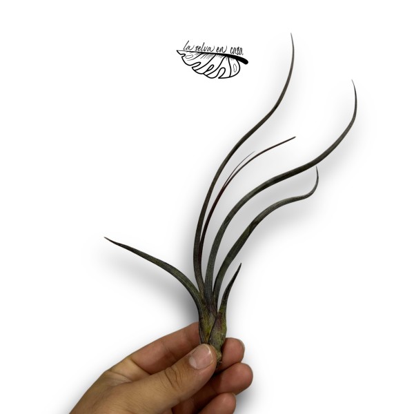 Tillandsia pseudobaileyi