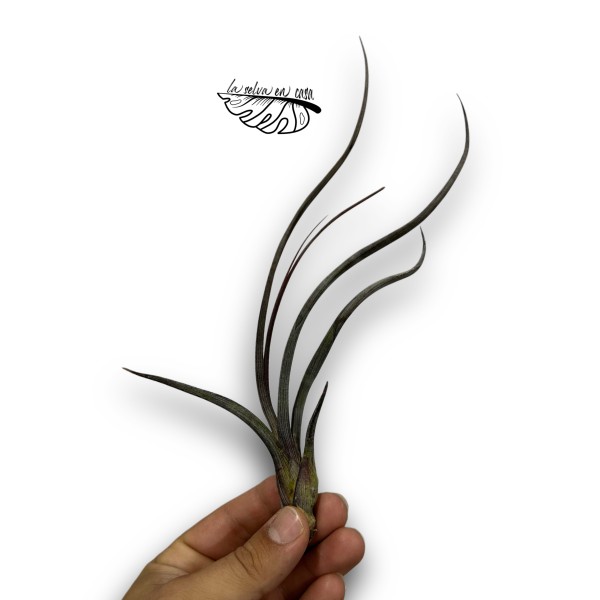 Tillandsia pseudobaileyi