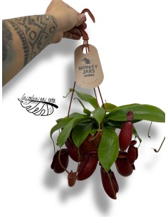 Nepenthes diana XXL COLGANTE 2