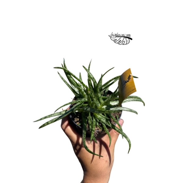 Aloe spider MEDIUM