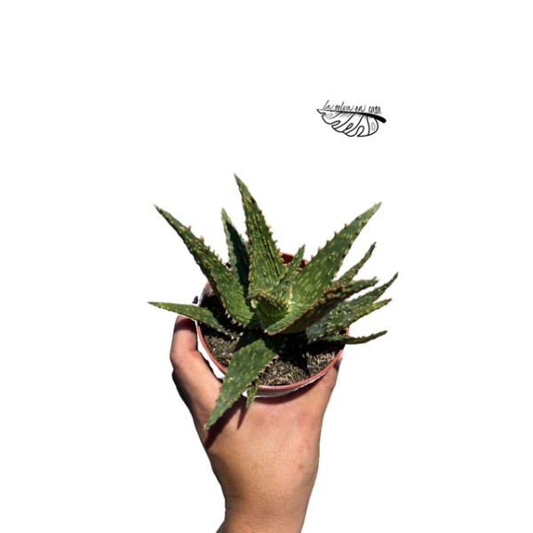 Aloe Safari Thiba MEDIUM