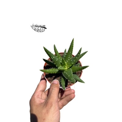 Aloe Safari Kerio MEDIUM
