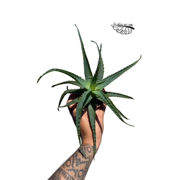 Aloe Arborescens MEDIUM