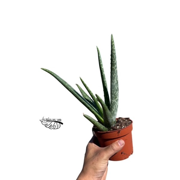 Aloe vera