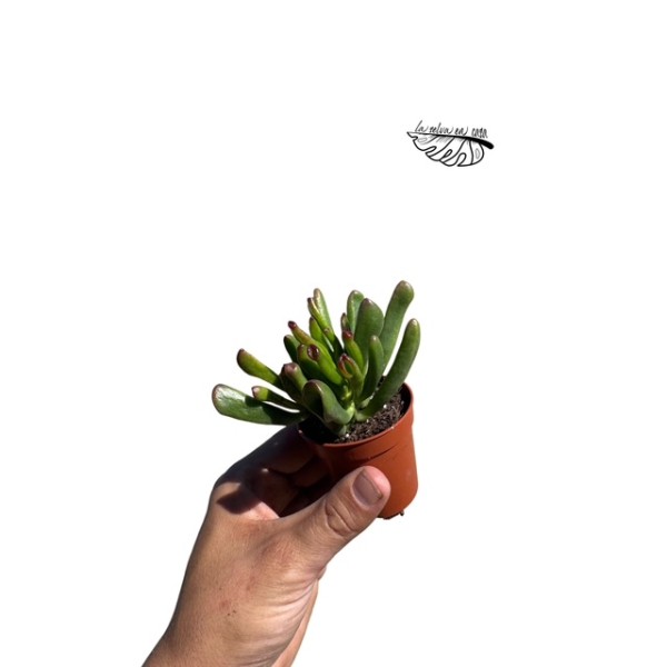 Crassula ovata ‘Hobbit’