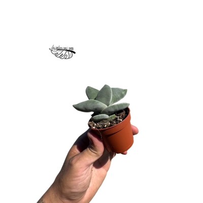 Crassula Boomerang MINI