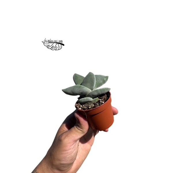 Crassula Boomerang MINI