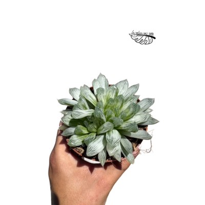 Haworthia cymbiformis MEDIUM