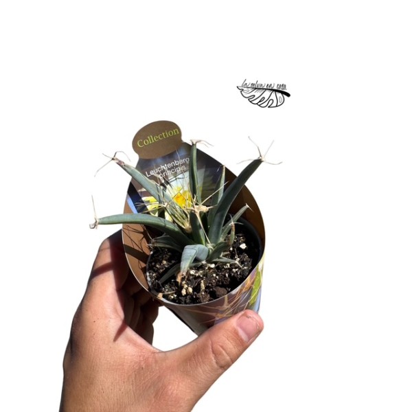 leuchtenbergia principis