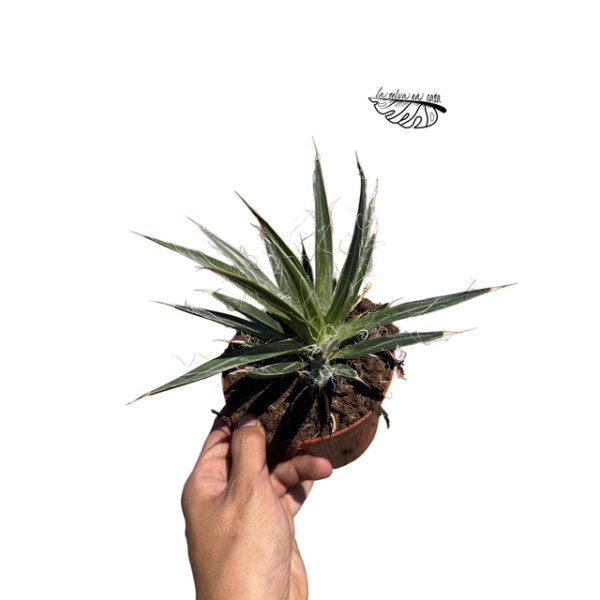 Agave filifera LARGE