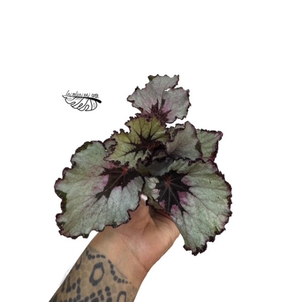 Begonia Rex Spirit Of Kwale