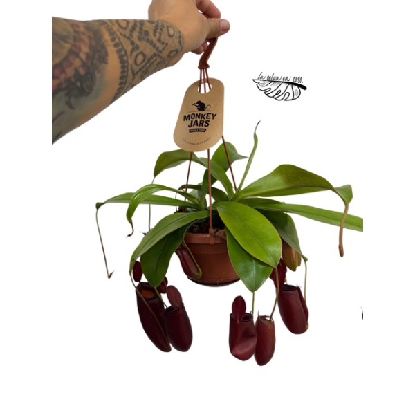 Nepenthes diana XXL COLGANTE