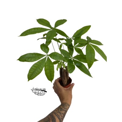 Pachira aquatica