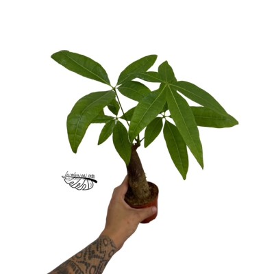 Pachira aquatica