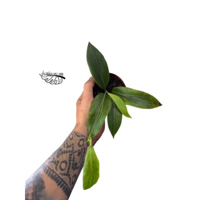 Hoya Soligamiana SMALL