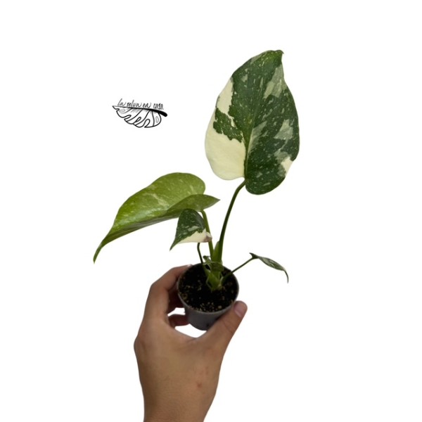 Monstera deliciosa 'Thai Constellation"