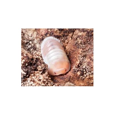 Cubaris Sp. Panda PINK