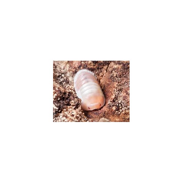 Cubaris Sp. Panda PINK