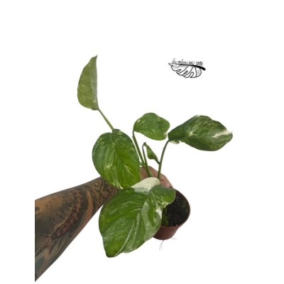 Monstera lechleriana MEDIUM 2