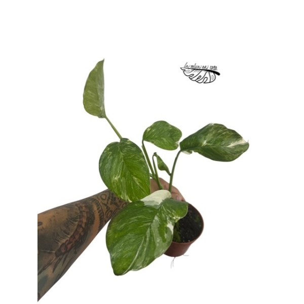 Monstera lechleriana MEDIUM