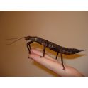 Eurycantha calcarata