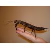 Eurycantha calcarata