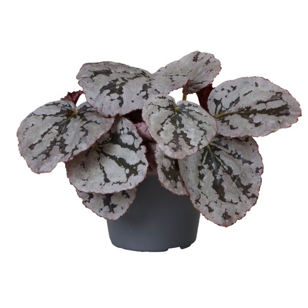 Begonia REX Chayo MINI