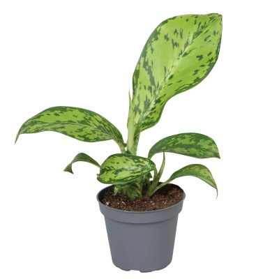 Dieffenbachia Crocodile MINI 2