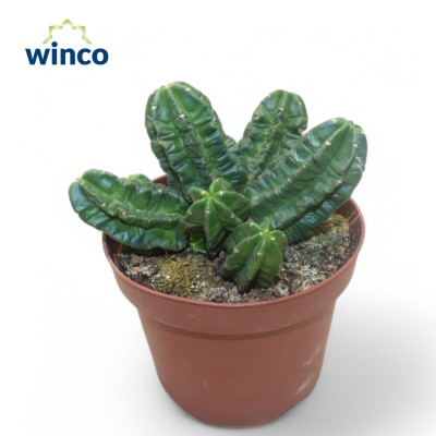 Echinocactus Vierecki Moricalli LARGE 2