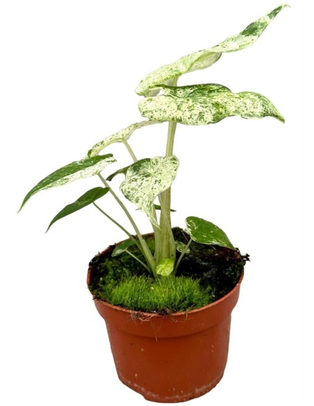Alocasia Macrorrhiza Splash