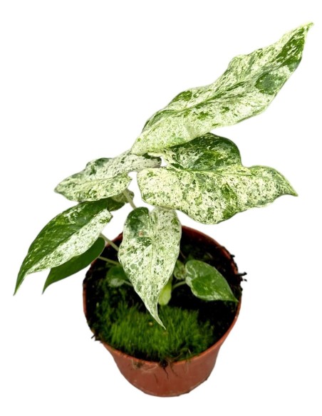 Alocasia Macrorrhiza Splash