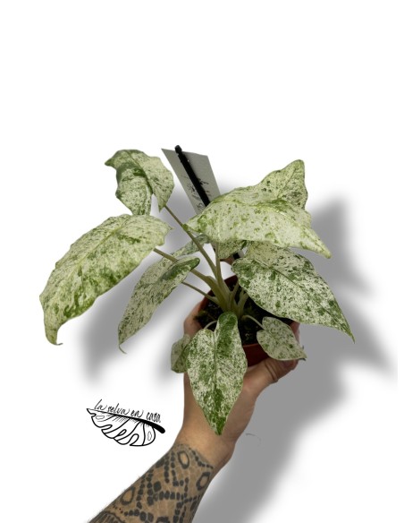 Alocasia Macrorrhiza Splash