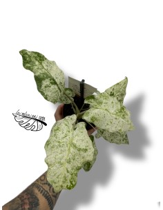 Alocasia Macrorrhiza Splash