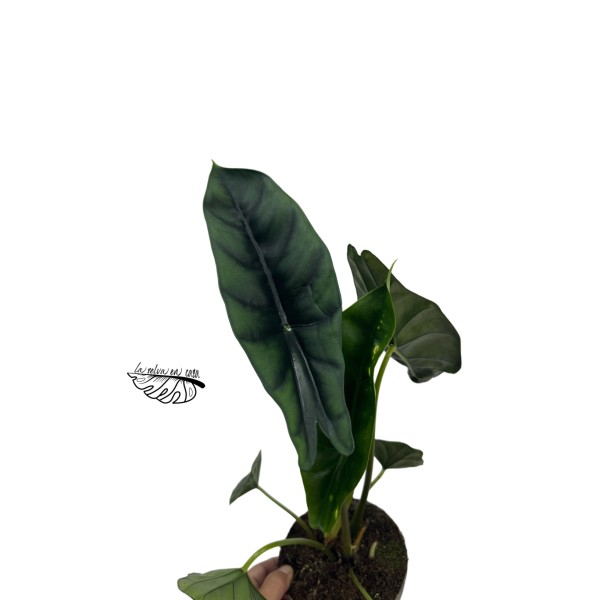 Alocasia venusta