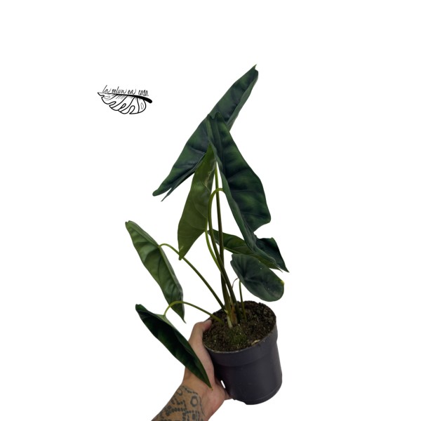 Alocasia venusta