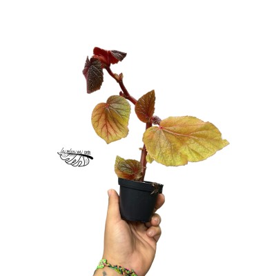 Begonia scabrida