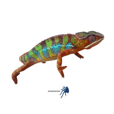Furcifer pardalis ambilobe