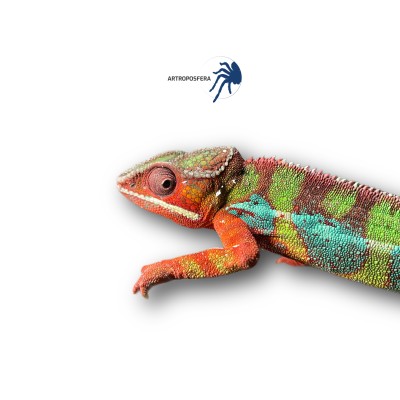 Furcifer pardalis ambilobe 2