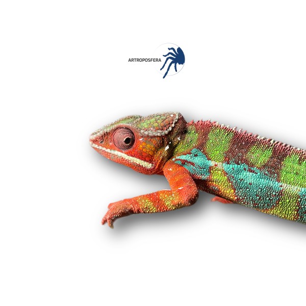 Furcifer pardalis ambilobe