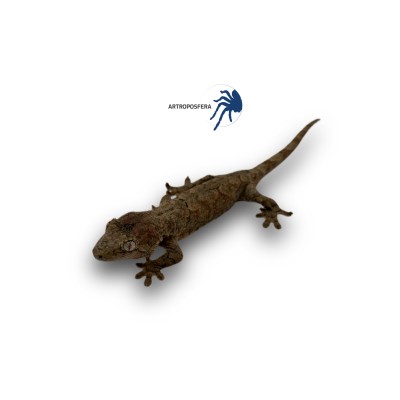 Rhacodactylus chahoua