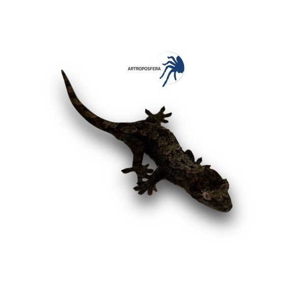 Rhacodactylus chahoua