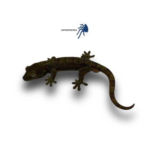 Rhacodactylus chahoua