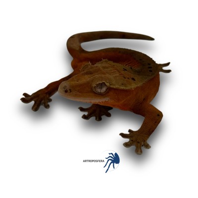 Correlophus ciliatus