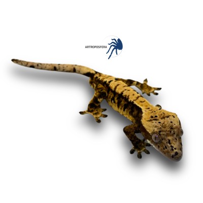 Correlophus ciliatus 2