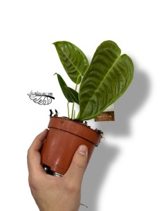 Anthurium Veitchii 2