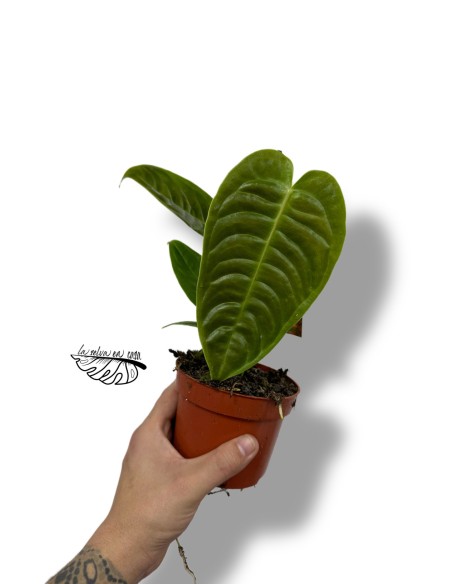 Anthurium Veitchii