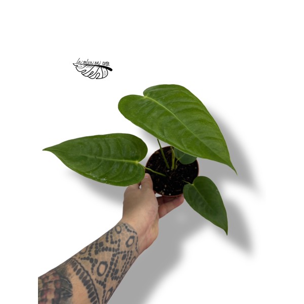 Anthurium Veitchii