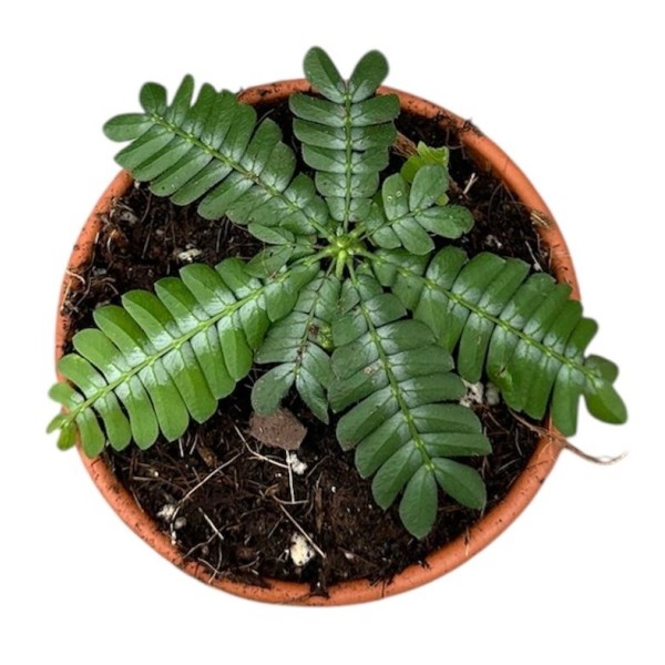 Biophytum zenkeri